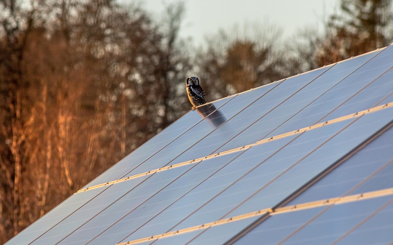 From Rooftops to Farms: How Solar Panels are Revolutionizing Renewable Energy